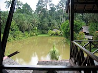 Borneo Malese